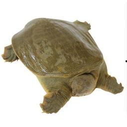 网红小甲鱼爆料视频大全,揭秘网络红人幕后故事 第3张 网红小甲鱼爆料视频大全,揭秘网络红人幕后故事 第3张